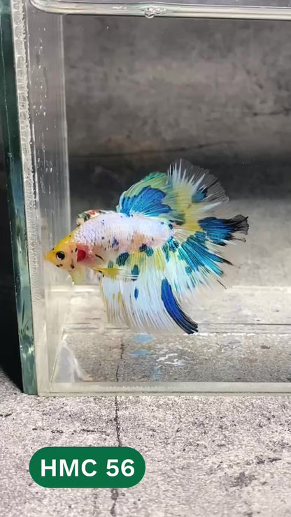 Multicolor Halfmoon Male Betta Fish | High Grade | Order Directly From Farm |  You Pick Fish |