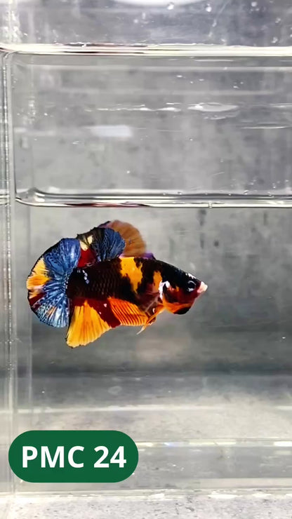 Multicolor Plakat Male Betta Fish |Show Grade|  You Pick Fish