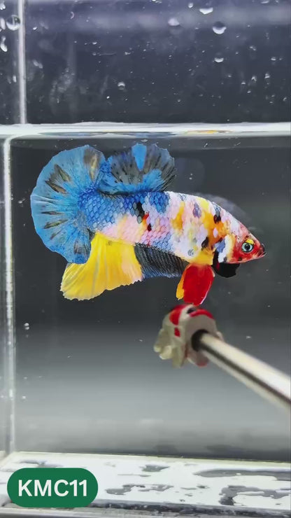 Multicolor Yellow Base Plakat Male Betta Fish | Order Directly From Farm |  You Pick Fish