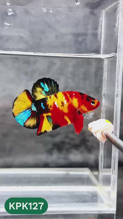 Multicolor Yellow Base Plakat Male Betta Fish | Order Directly From Farm |  You Pick Fish