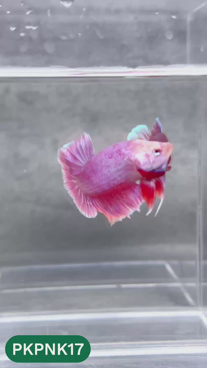 Pink Plakat Male Betta Fish | You Pick Fish | Rare Color
