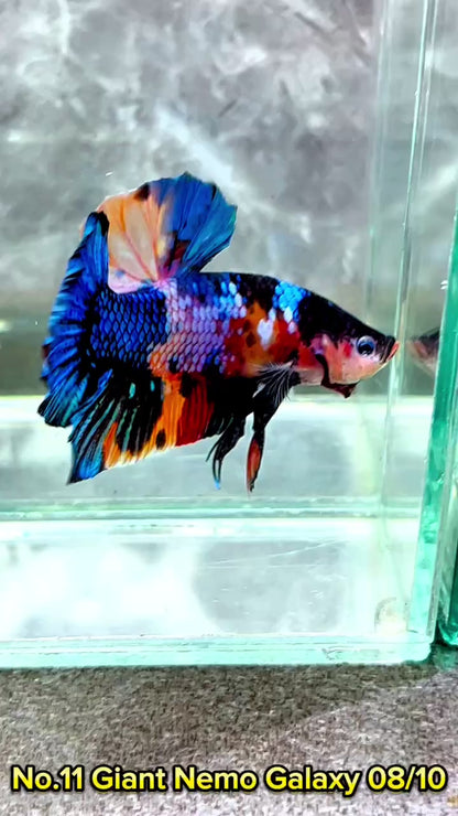 King Giant Plakat Male Betta Fish | You Pick Fish | High Grade