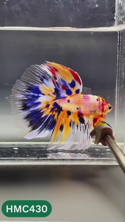 Nemo Halfmoon Male Betta Fish | Order Directly From Farm | You Pick Fish