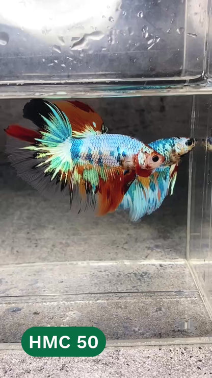 Multicolor Halfmoon Male Betta Fish | High Grade | Order Directly From Farm |  You Pick Fish |