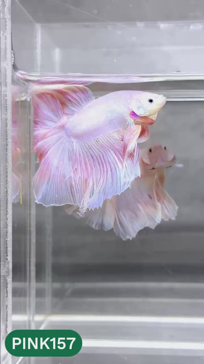 Pink Halfmoon Male Betta Fish | You Pick Fish | Order Directly From Farm