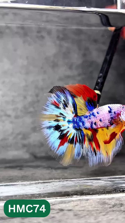 Multicolor Halfmoon Male Betta Fish | Order Directly From Farm | You Pick Fish