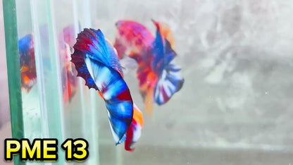 Metallic Plakat Betta Fish | You Pick Betta | Show Grade