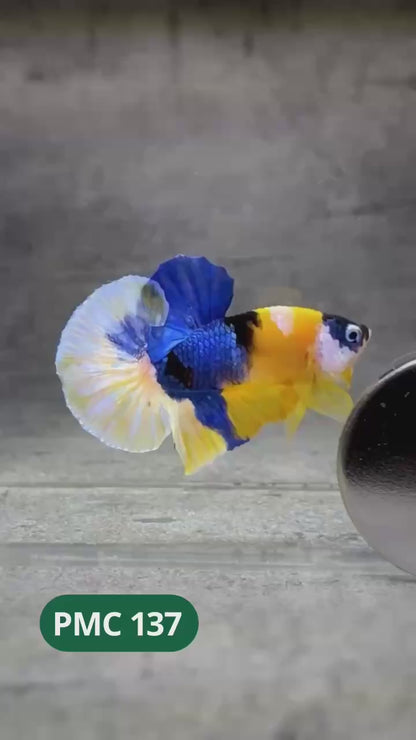 Multicolor Plakat Male Betta Fish |Show Grade|  You Pick Fish