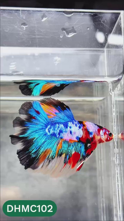 Multicolor Halfmoon Male Betta Fish | Order Directly From Farm | You Pick Fish