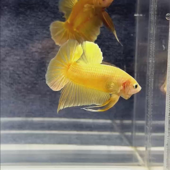 Super Gold Plakat Male Betta Fish