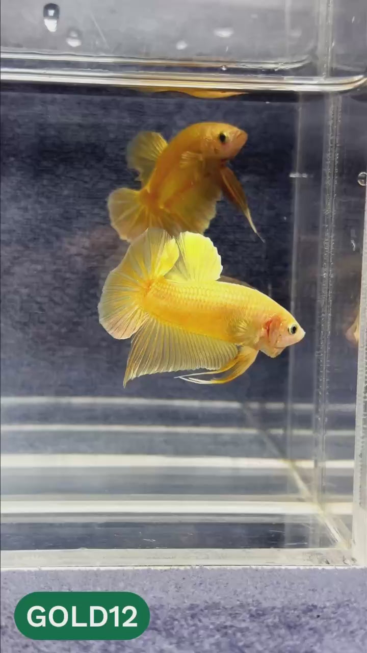 Super Gold Plakat Male Betta Fish