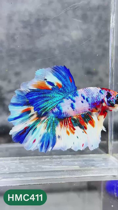 Multicolor Halfmoon Male Betta Fish | High Grade | Order Directly From Farm |  You Pick Fish |