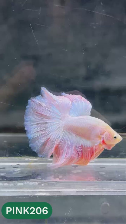 Pink Halfmoon Male Betta Fish | You Pick Fish | Order Directly From Farm