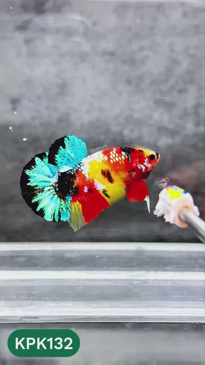 Multicolor Yellow Base Plakat Male Betta Fish | Order Directly From Farm |  You Pick Fish