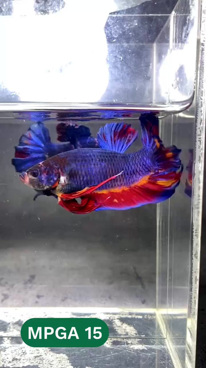 King Giant Plakat Male Betta Fish | You Pick Fish | High Grade