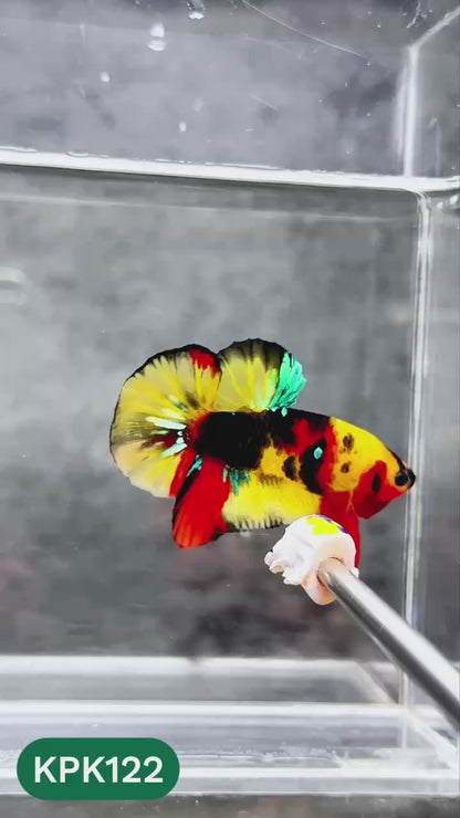 Multicolor Yellow Base Plakat Male Betta Fish | Order Directly From Farm |  You Pick Fish