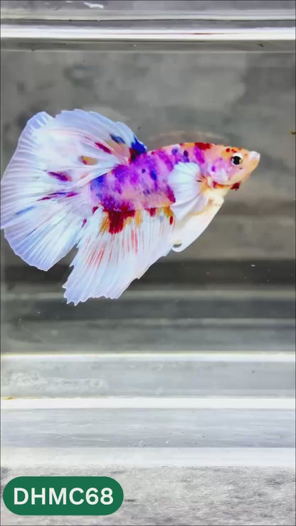 Multicolor Halfmoon Male Betta Fish | Order Directly From Farm | You Pick Fish