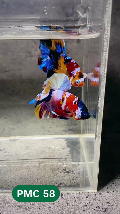 Multicolor Plakat Male Betta Fish |Show Grade|  You Pick Fish