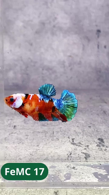 Multicolor Female Betta Fish | You Pick Fish | High Grade