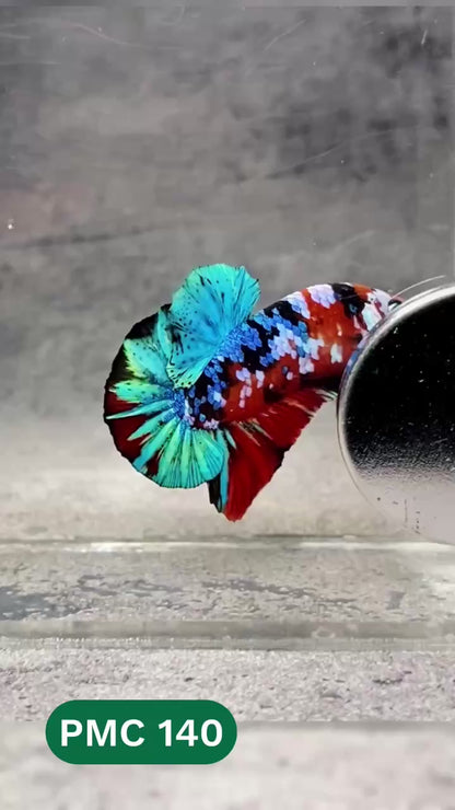 Multicolor Plakat Male Betta Fish |Show Grade|  You Pick Fish