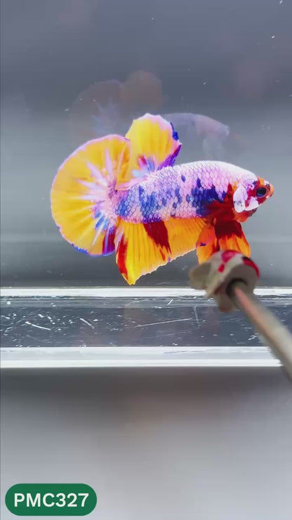 Multicolor Plakat Male Betta Fish | Show Grade |  You Pick Fish