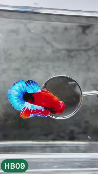 Hellboy Plakat Male Betta Fish | Order Directly From Farm | You Pick Fish