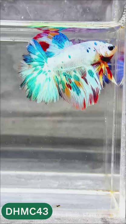 Multicolor Halfmoon Male Betta Fish | Order Directly From Farm | You Pick Fish