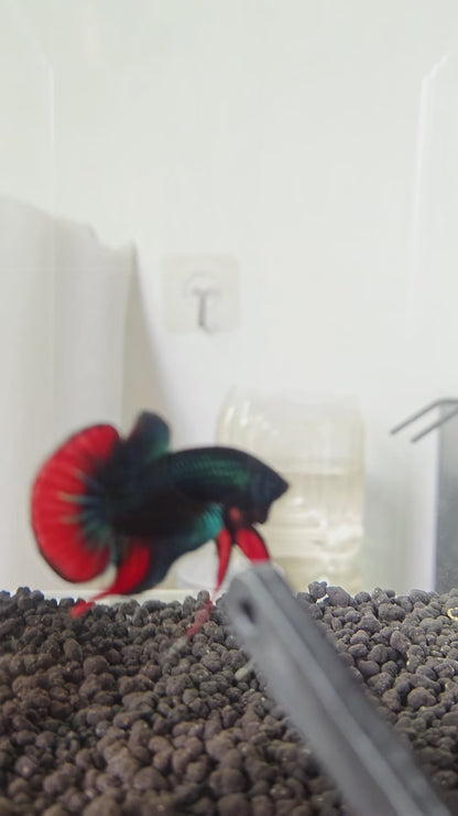 Wild Green Imbellis Red Tail Male Betta Fish