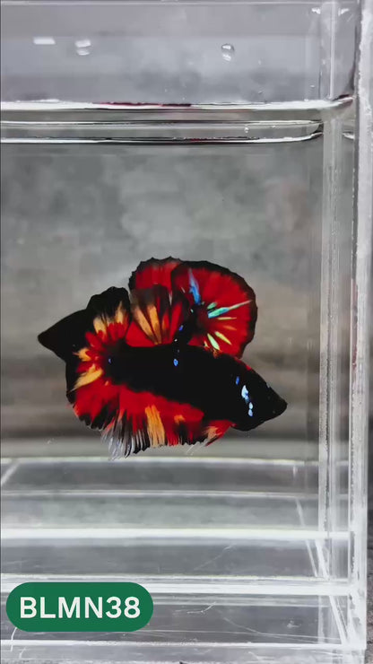 Dark Flame Hellfire Plakat Male Betta Fish | You Pick Fish | Rare Betta