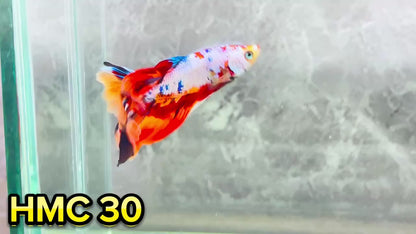 Multicolor Halfmoon Male Betta Fish | High Grade | Order Directly From Farm|  You Pick Fish |