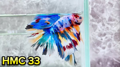 Multicolor Halfmoon Male Betta Fish | High Grade | Order Directly From Farm|  You Pick Fish |