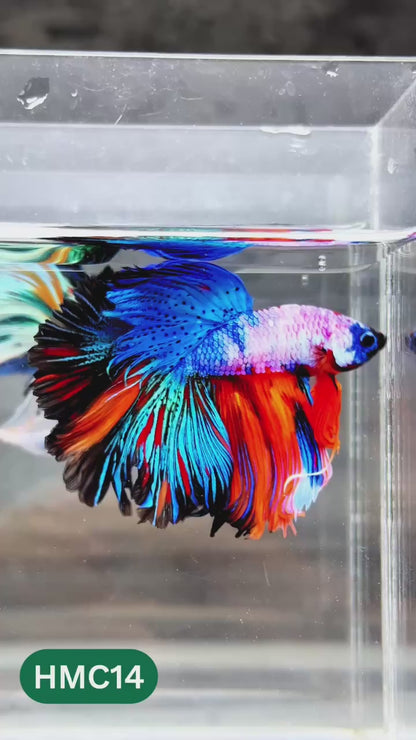Nemo Halfmoon Male Betta Fish | Order Directly From Farm | You Pick Fish