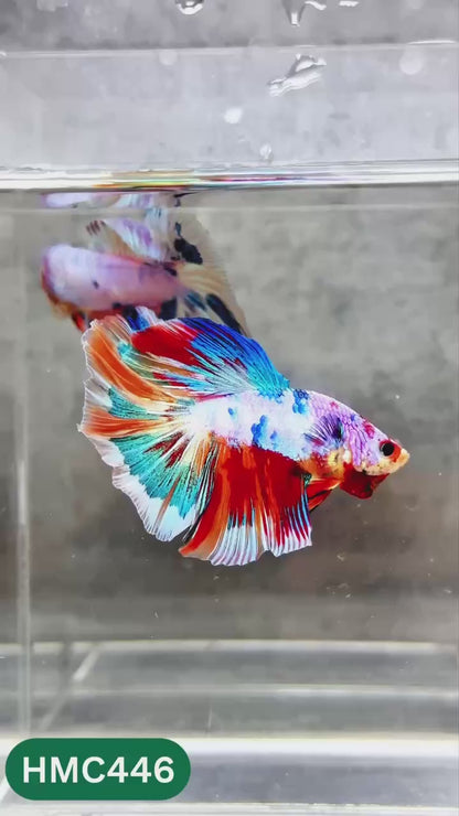 Multicolor Halfmoon Male Betta Fish | Order Directly From Farm | You Pick Fish