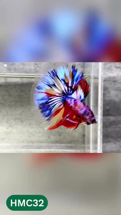 Multicolor Halfmoon Male Betta Fish | High Grade | Order Directly From Farm |  You Pick Fish |