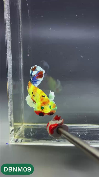 Dumbo Neno Neon Plakat Male Betta Fish | Neon Betta | You Pick Fish
