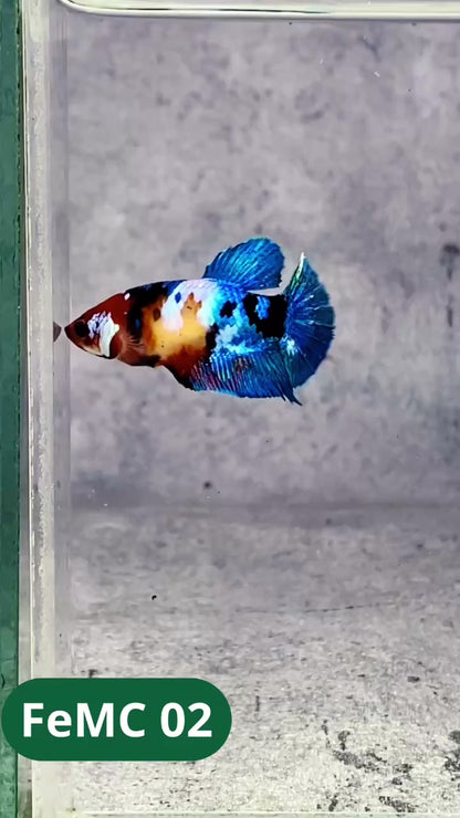 Multicolor Female Betta Fish | You Pick Fish | High Grade