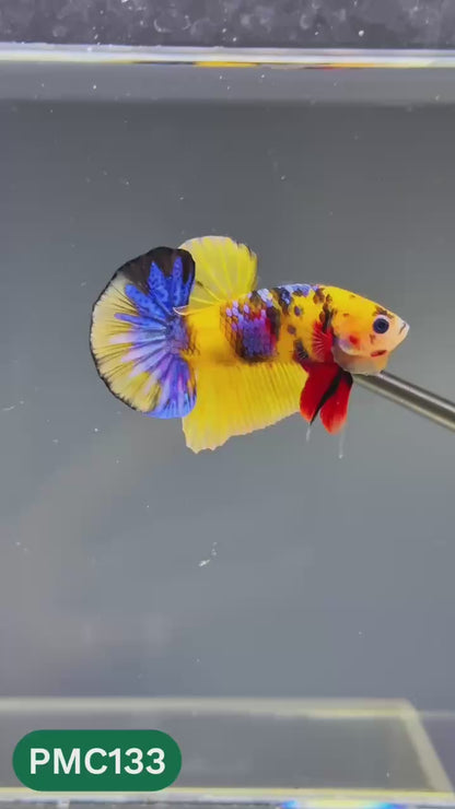 Multicolor Plakat Male Betta Fish |Show Grade|  You Pick Fish