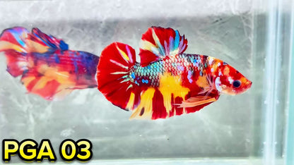 King Giant Plakat Male Betta Fish | You Pick Fish | High Grade