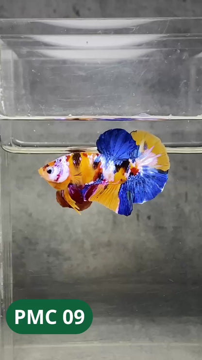Multicolor Plakat Male Betta Fish |Show Grade|  You Pick Fish