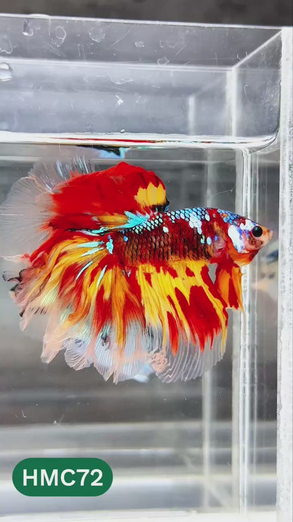 Nemo Halfmoon Male Betta Fish | Order Directly From Farm | You Pick Fish