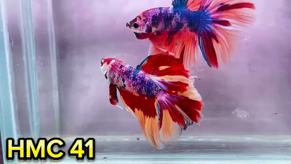 Multicolor Halfmoon Male Betta Fish | Order Directly From Farm | You Pick Fish