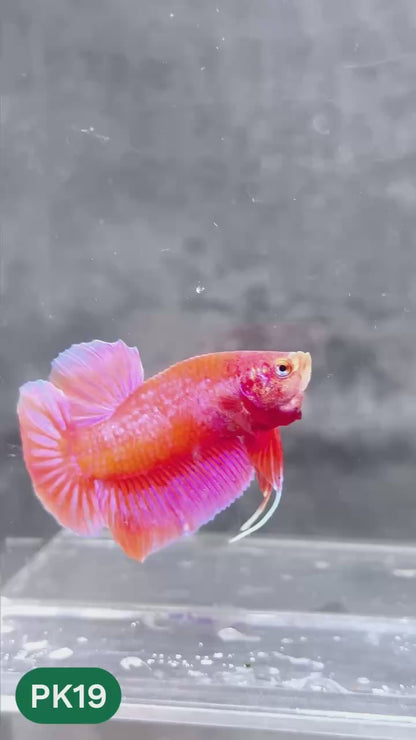 Pink Plakat Male Betta Fish | You Pick Fish | Rare Color
