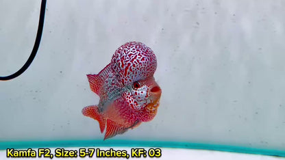 Golden Base Kamfa Flowerhorn Cichlid | You Pick Fish |