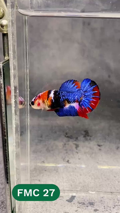 Multicolor Female Betta Fish | You Pick Fish | High Grade