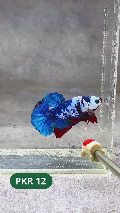 Multicolor Yellow Base Plakat Male Betta Fish | Order Directly From Farm |  You Pick Fish