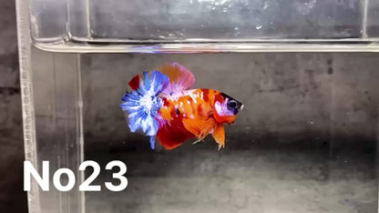 Multicolor Plakat Male Betta Fish |Show Grade|  You Pick Fish