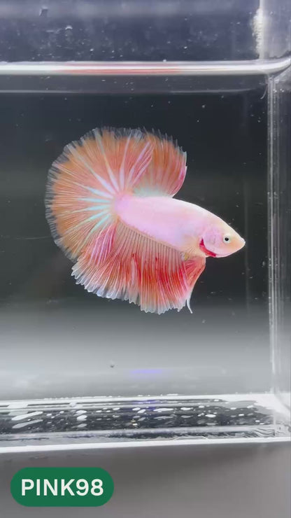 Pink Halfmoon Male Betta Fish | You Pick Fish | Order Directly From Farm