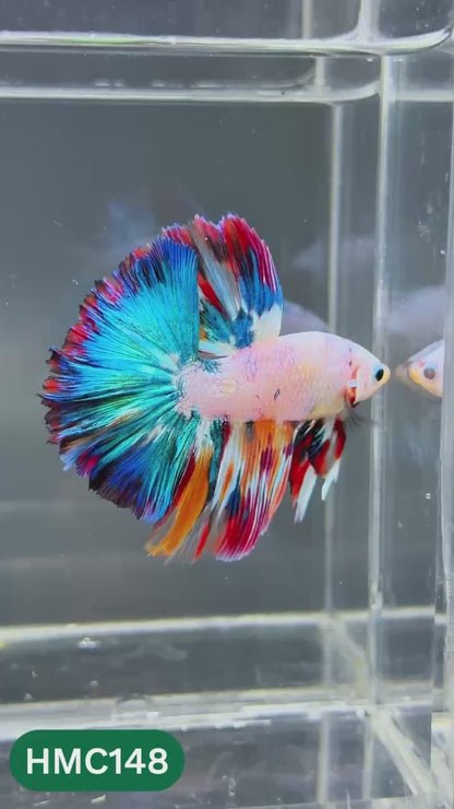 Multicolor Halfmoon Male Betta Fish | Order Directly From Farm | You Pick Fish