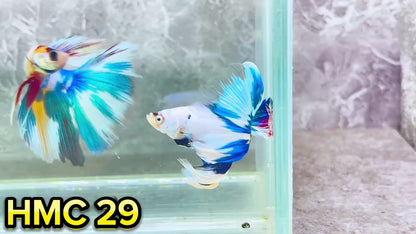 Multicolor Halfmoon Male Betta Fish | High Grade | Order Directly From Farm|  You Pick Fish |