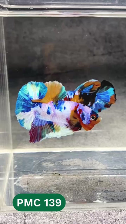 Multicolor Plakat Male Betta Fish |Show Grade|  You Pick Fish